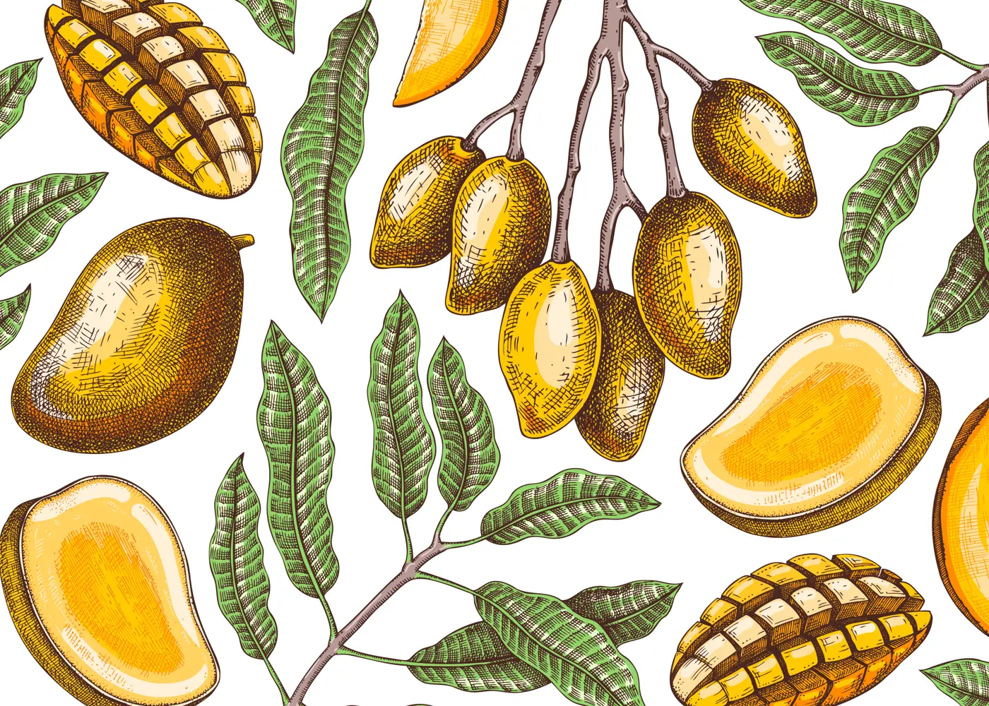 Vintage tropical background. Ripe mango sketch. Hand-drawn vector illustration. Tropical fruit banner design, juice packaging, mixed media print. NOT AI generated Illustration